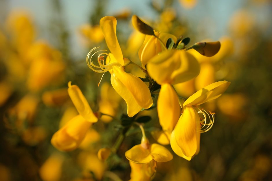 Цветы жёлтый Дрок, Джинестра