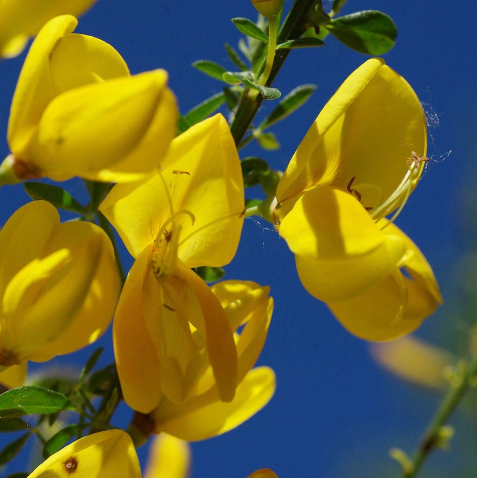 Желтые цветы веники