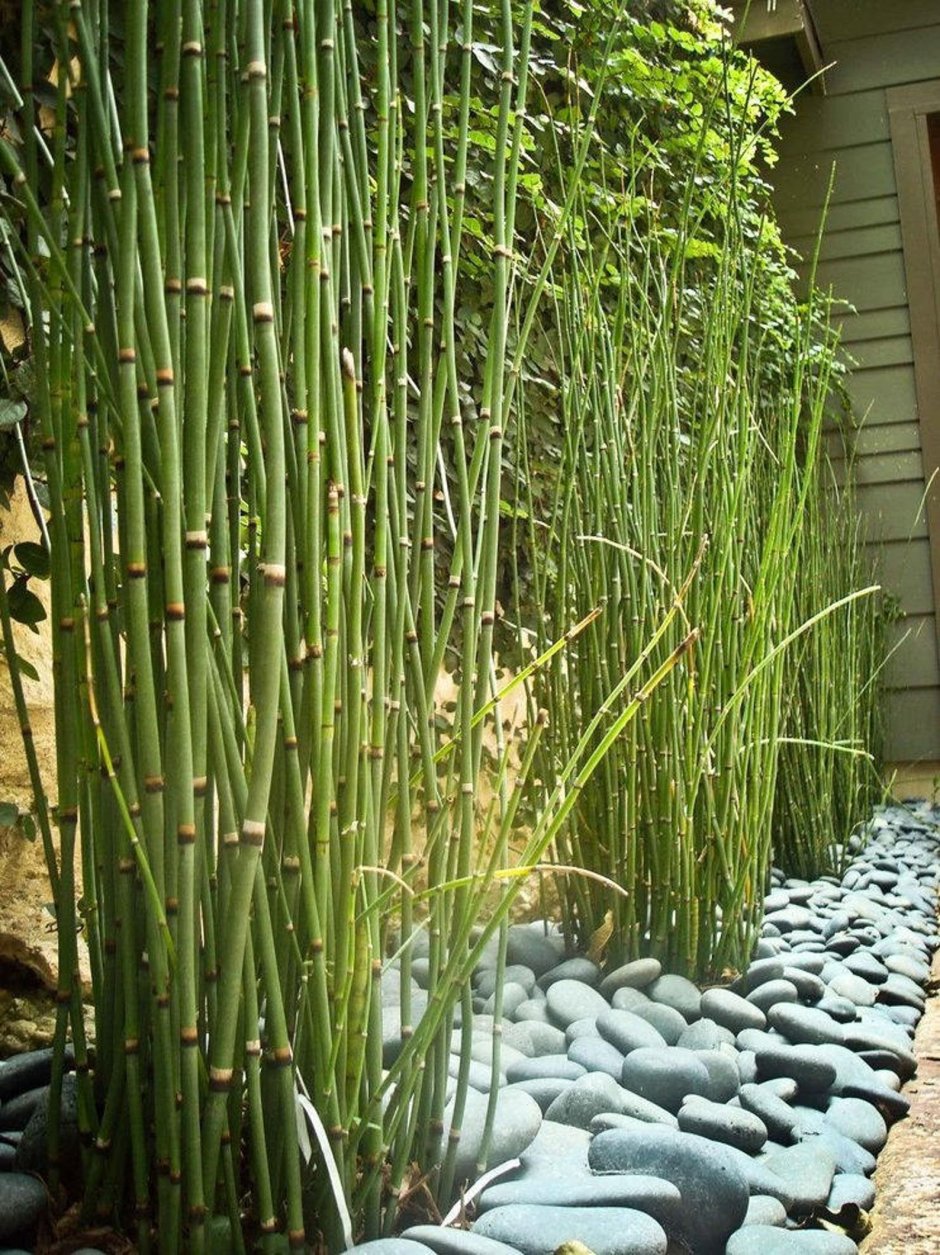 Японский хвощ-мини бамбук