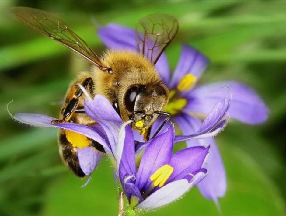 Медоносы для пчел