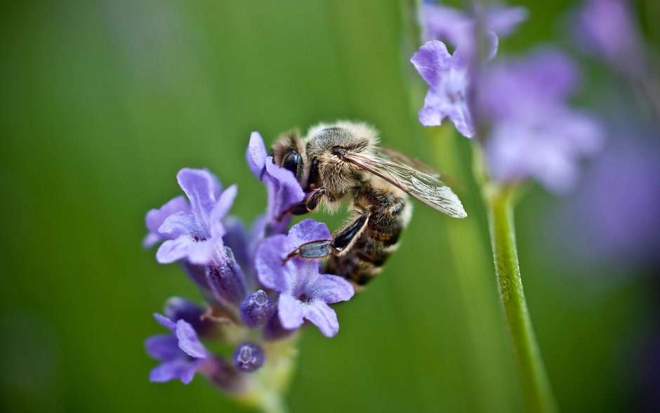 Фиолетовые цветы для пчел