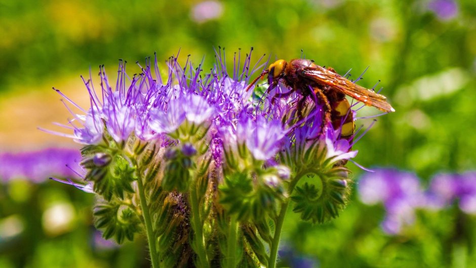 Пчела и полевые цветы