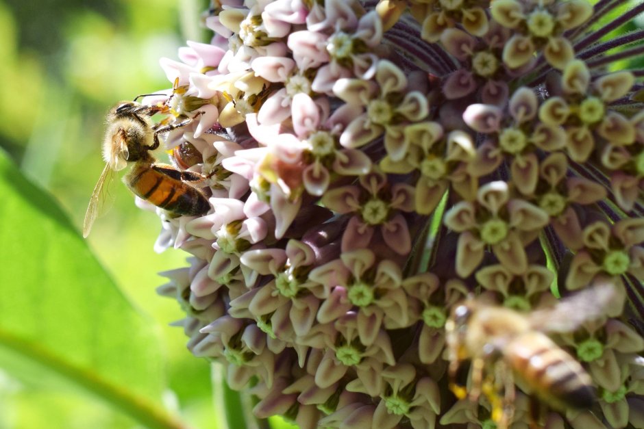 Цветы для пчеловодства