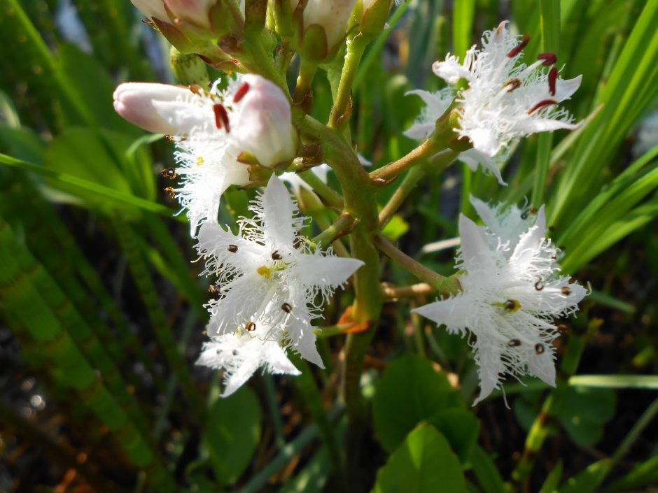 Вахту (Menyanthes trifoliata