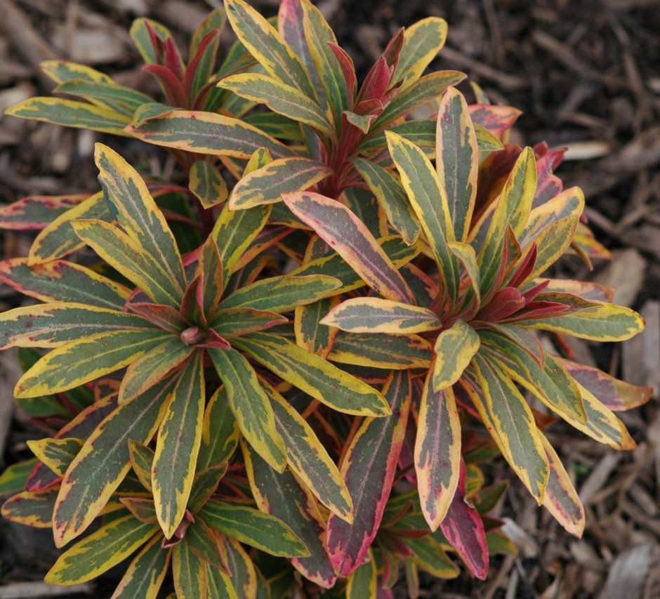 Молочай (Euphorbia) Ascot Rainbow