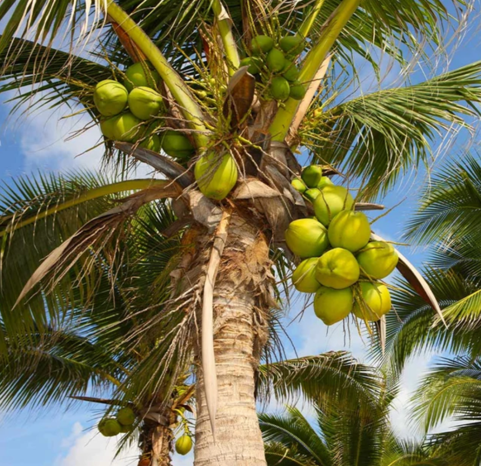 Кокосовая Пальма плодовые деревья