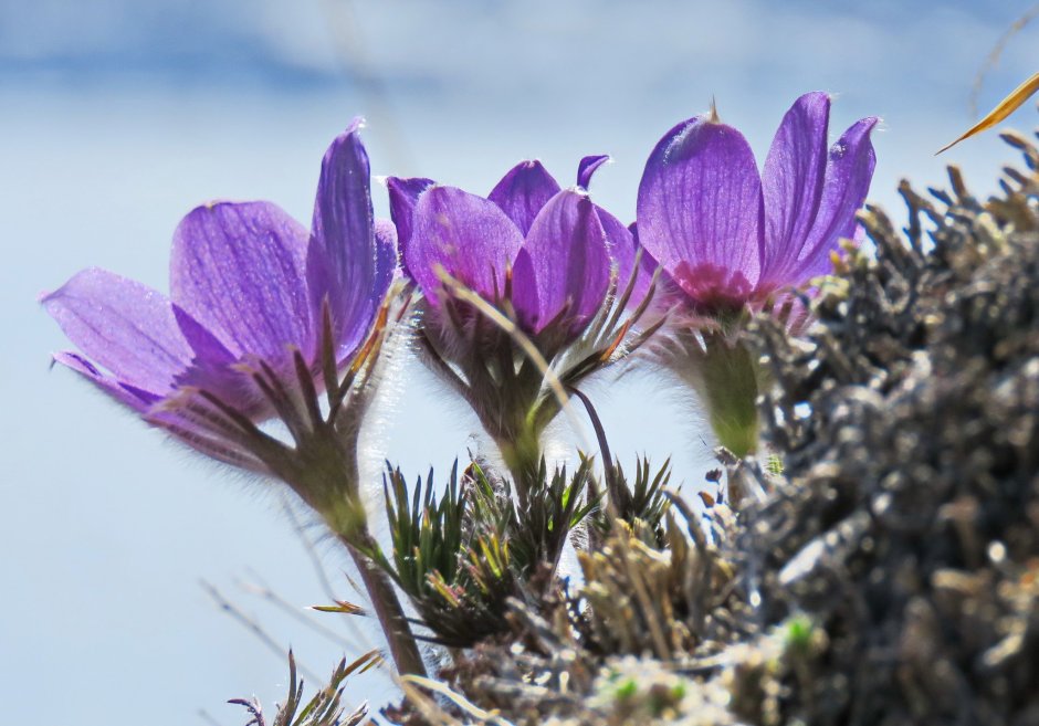 Маленькие фиолетовые горные цветы