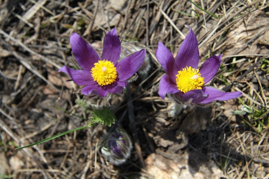 Цветы национального парка Башкирия