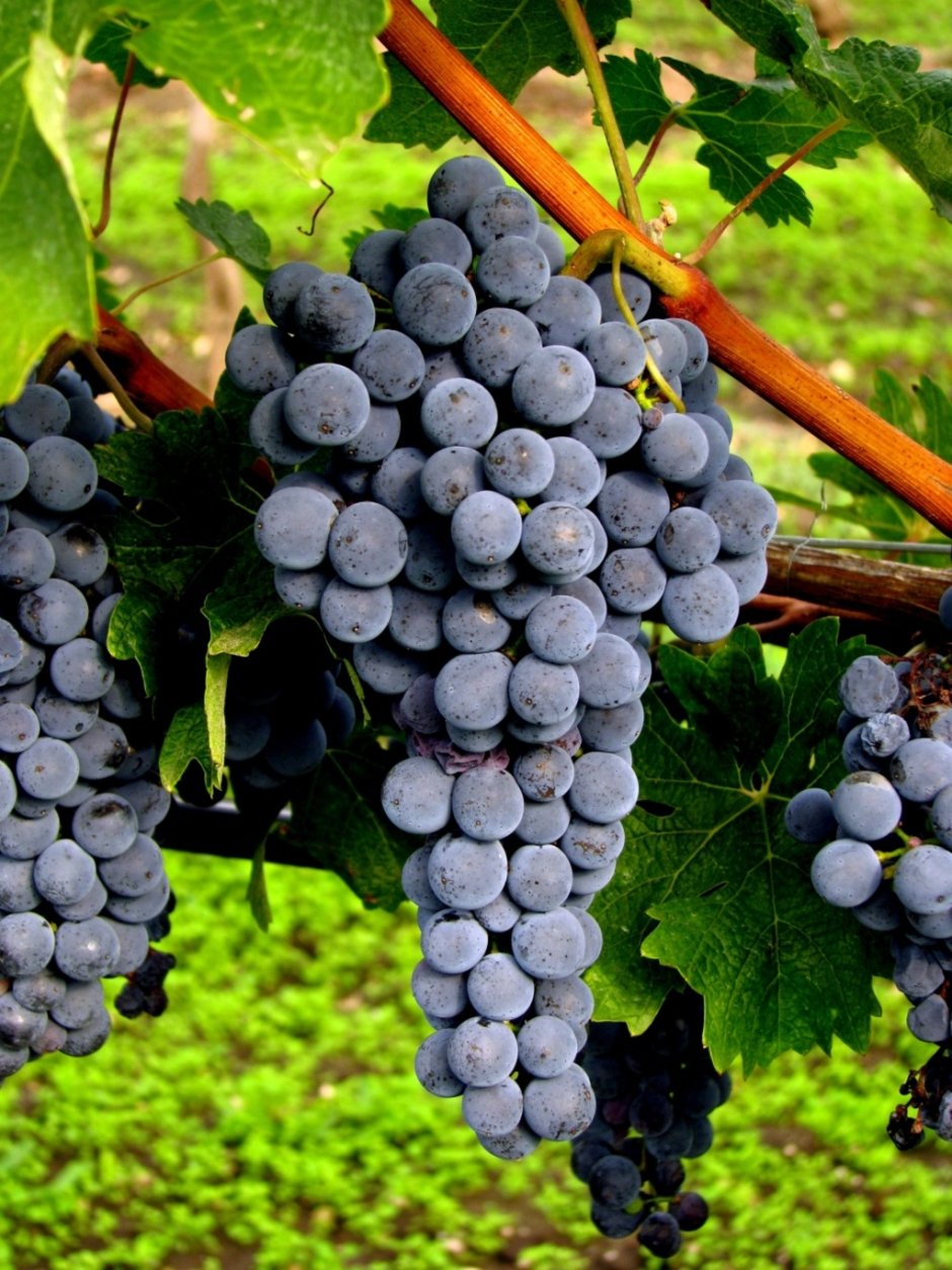 Бесподобный виноград