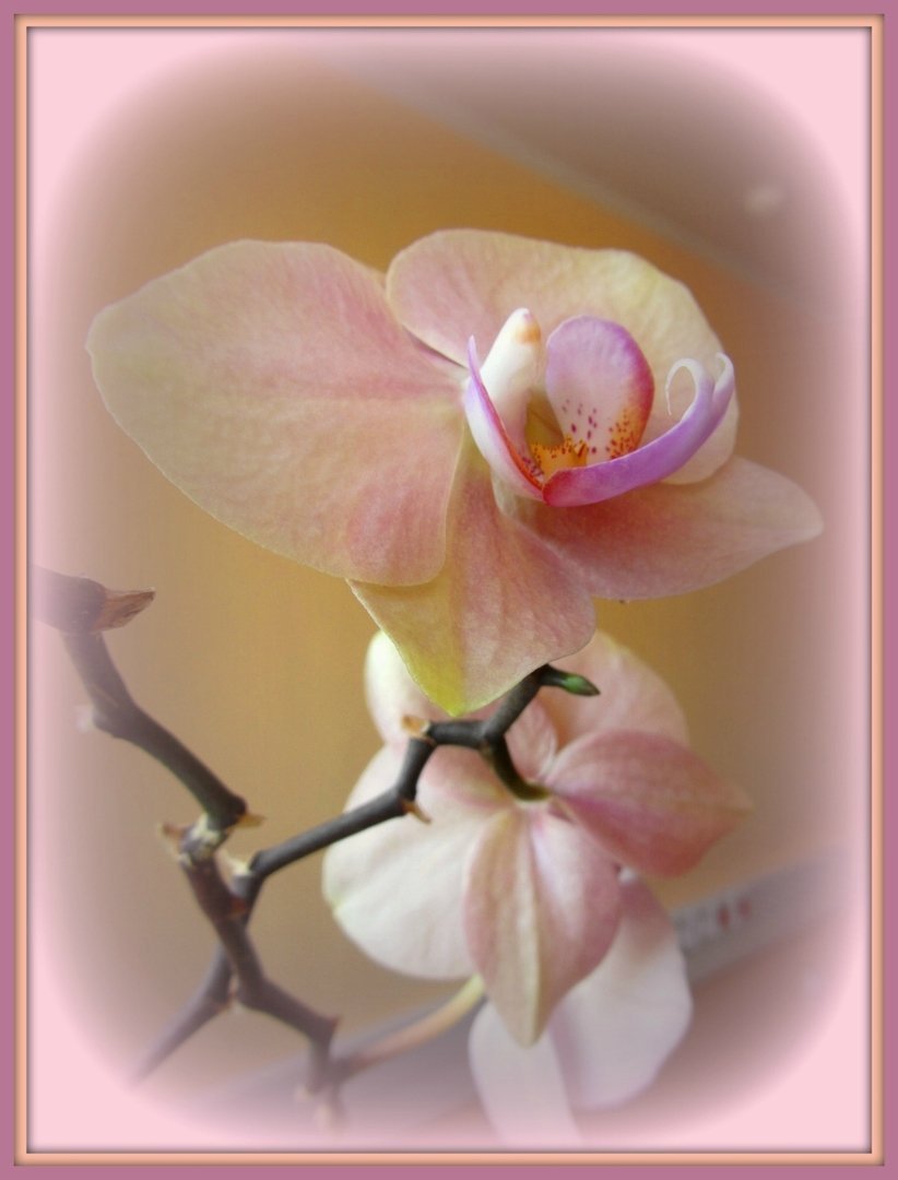 Орхидея бело розовая