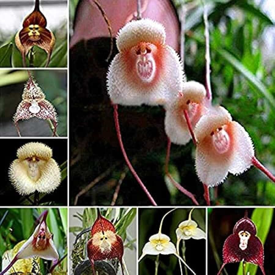 Орхидея монки