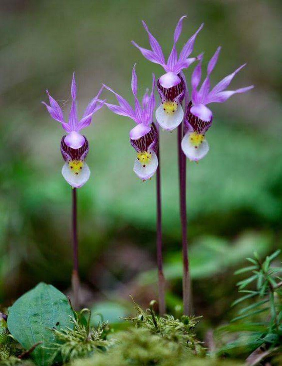 Орхидея бульбоносная