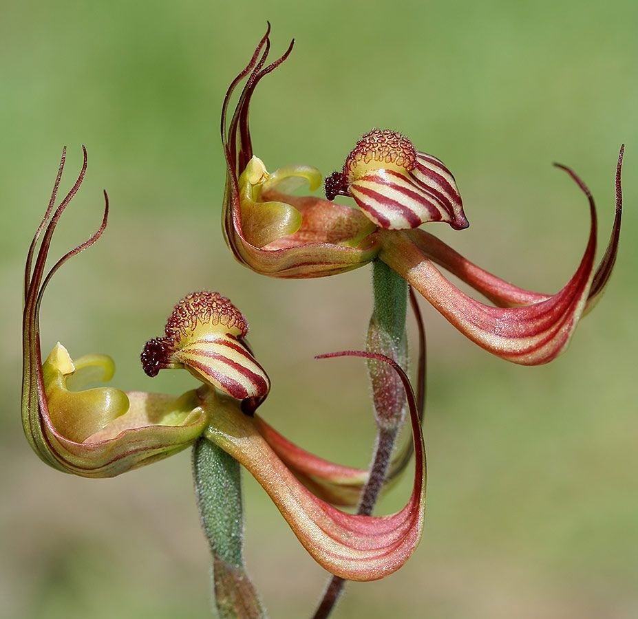 Аранья Орхидея
