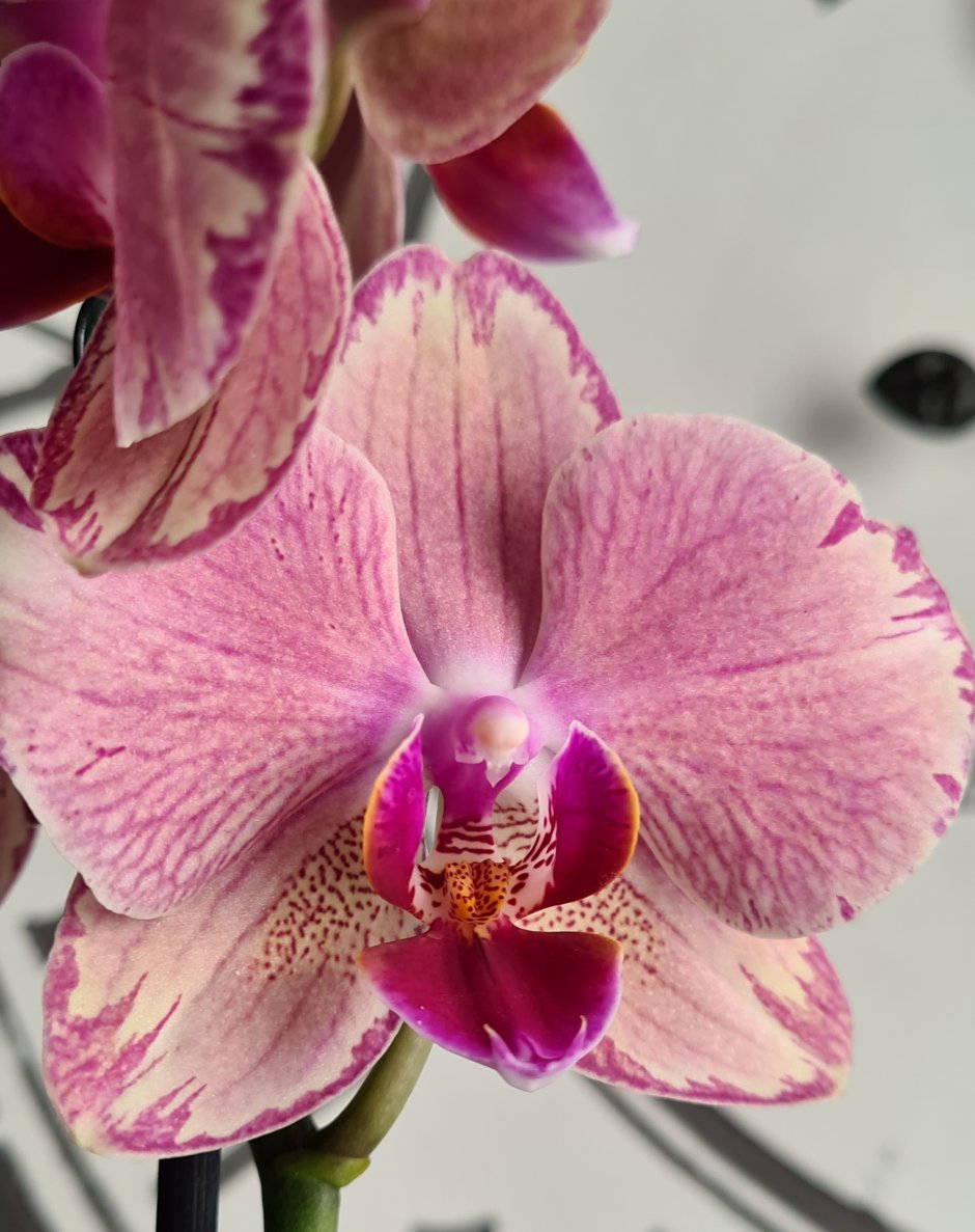 Орхидея чудо света