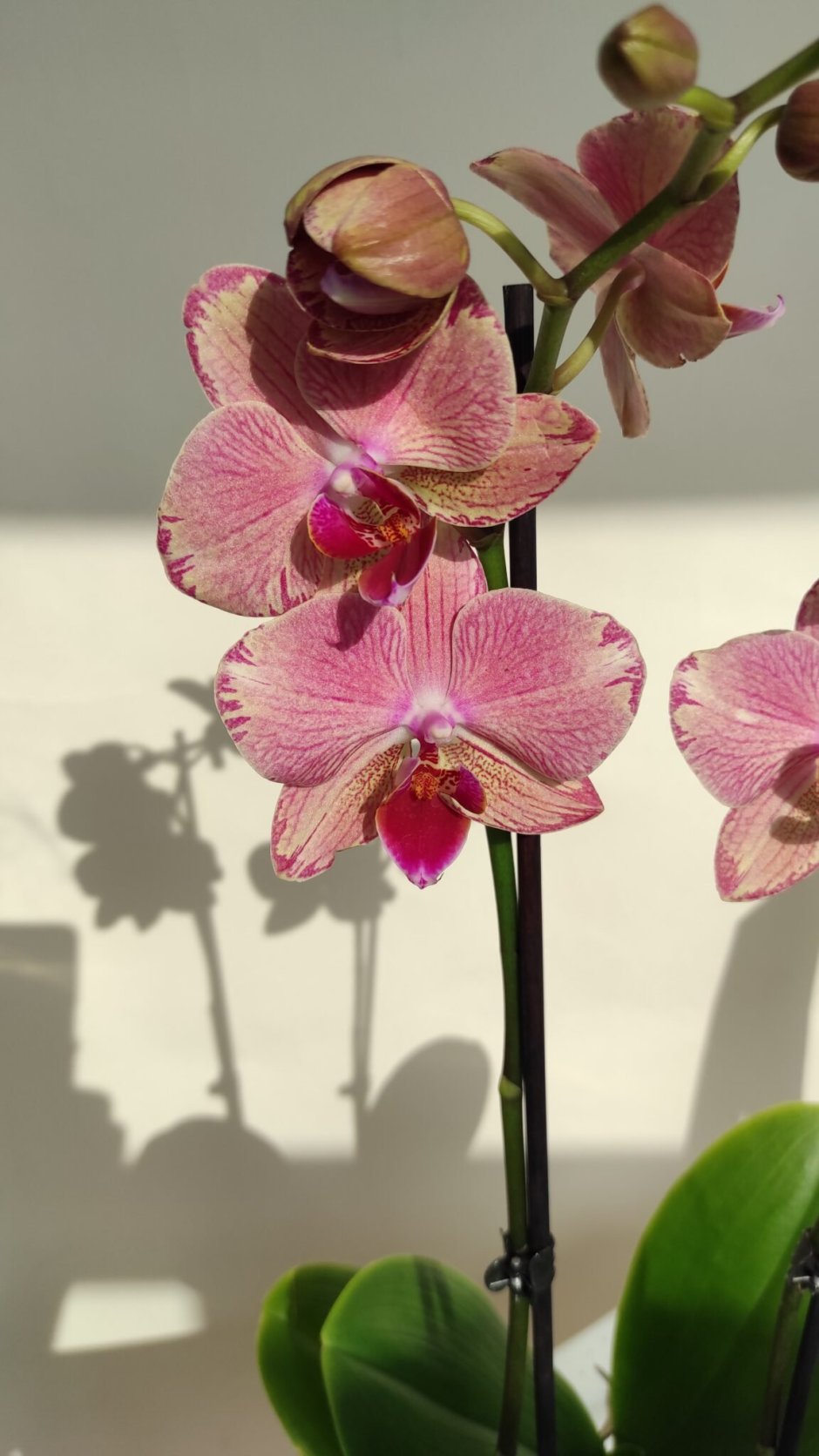 Орхидея розовый пират Пикоти