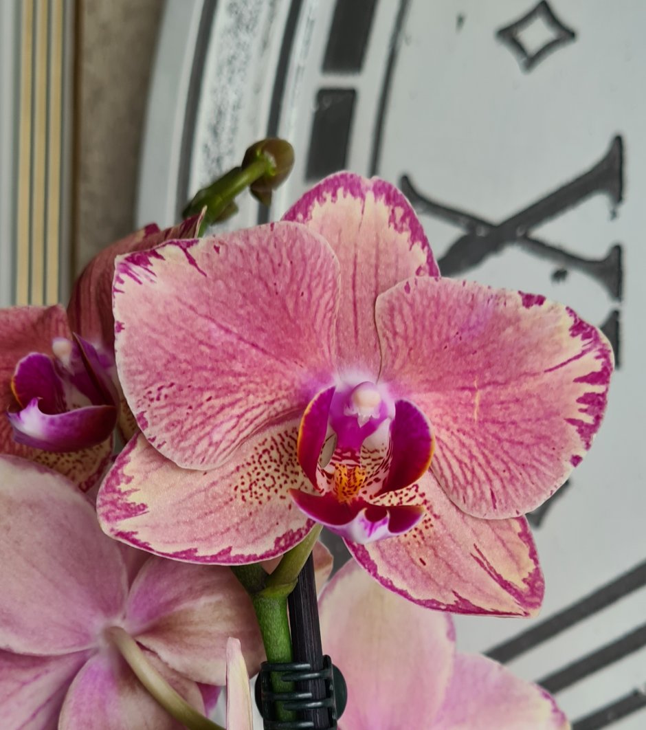 Орхидея чудо света