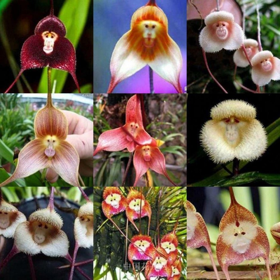 Орхидея с лицом обезьянки