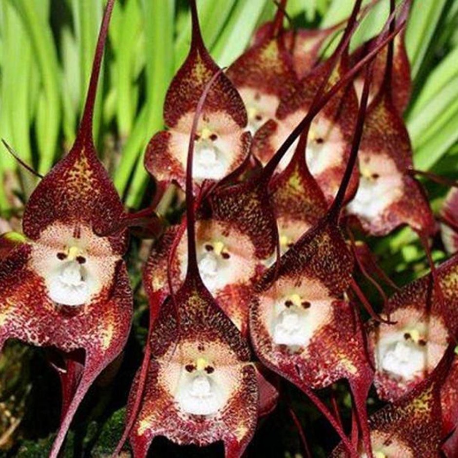 Обезьянья Орхидея