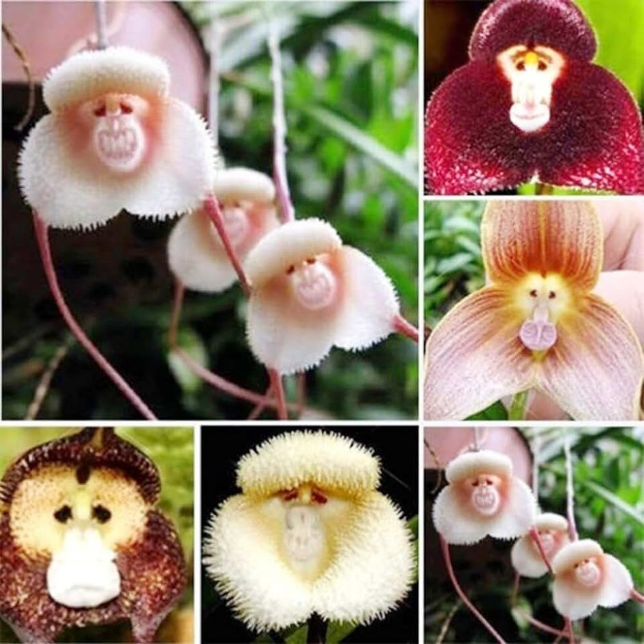 Растение с лицом обезьяны