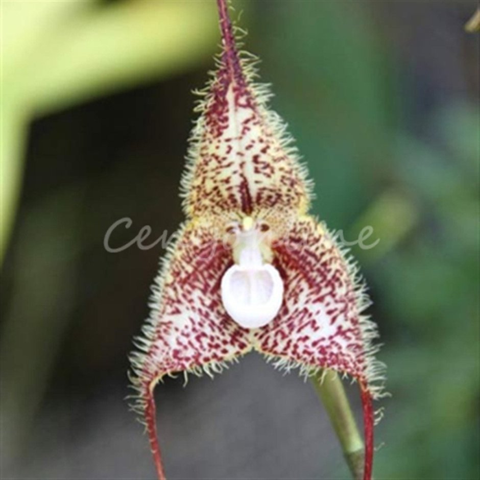 Орхидея-обезьяна, Обезьяний Дракула