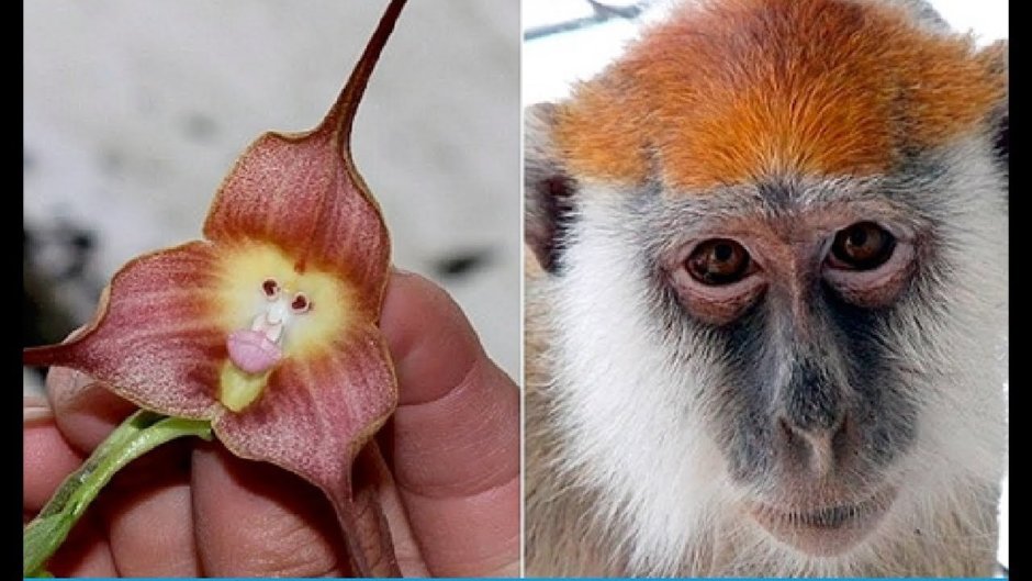 Цветы в форме обезьянки