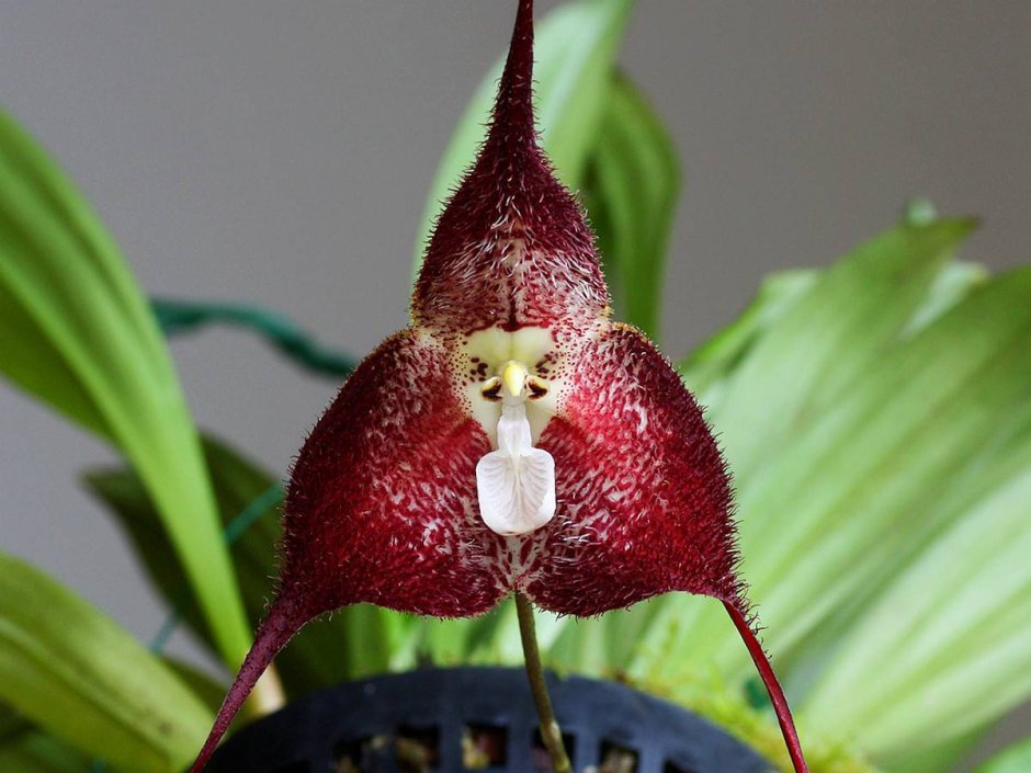 Орхидея Дракула вампира
