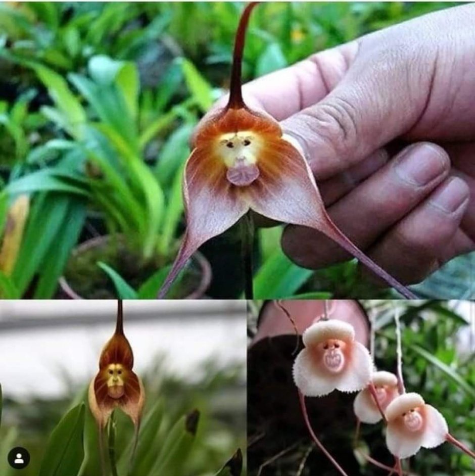 Орхидея Монтион
