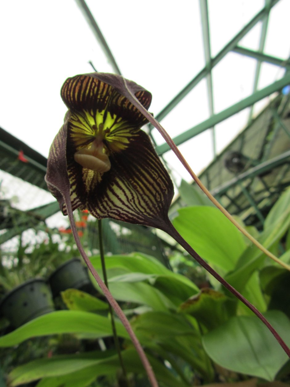 Обезьянник Орхидея