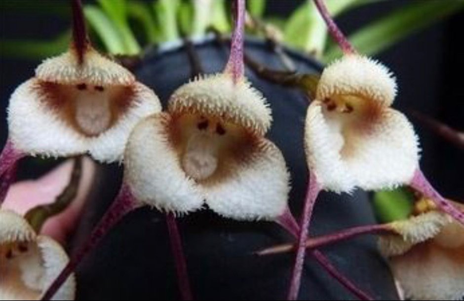 Обезьянья Орхидея очень кратко и интересно