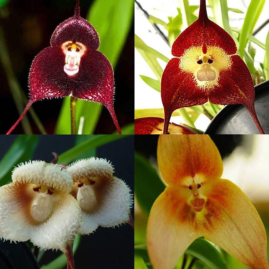Орхидея Обезьянья мордочка интересная информация