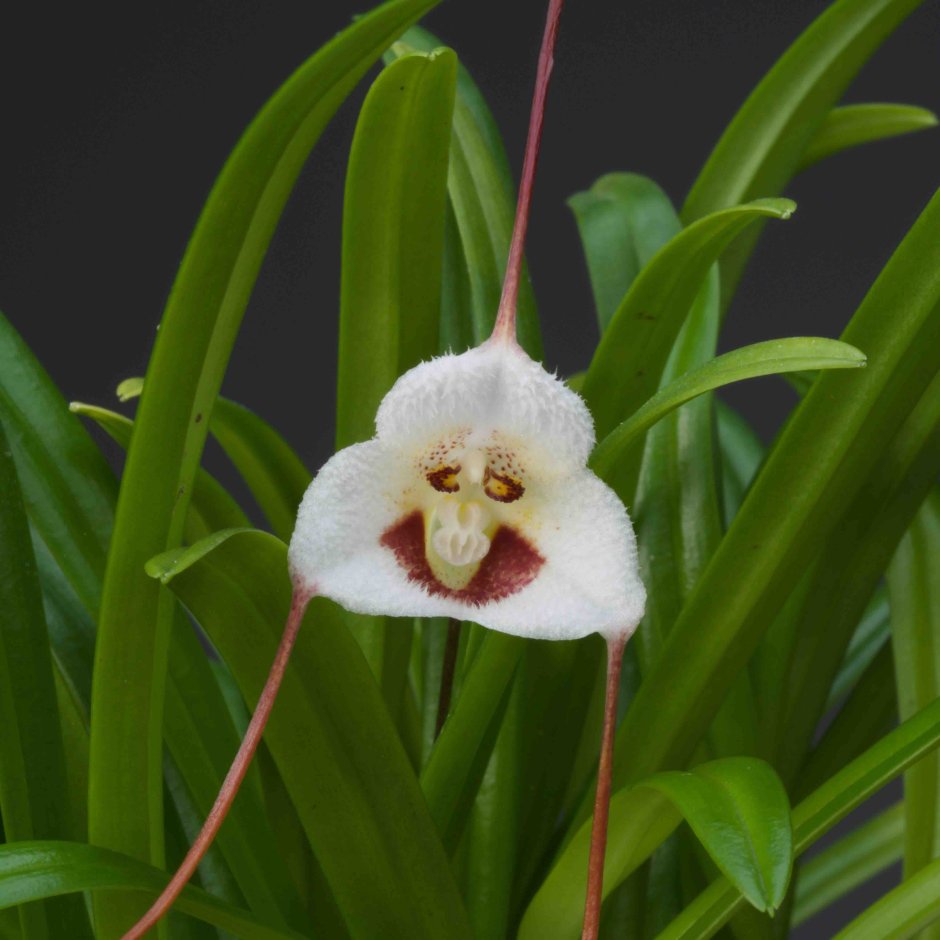 Орхидея Dracula lotax