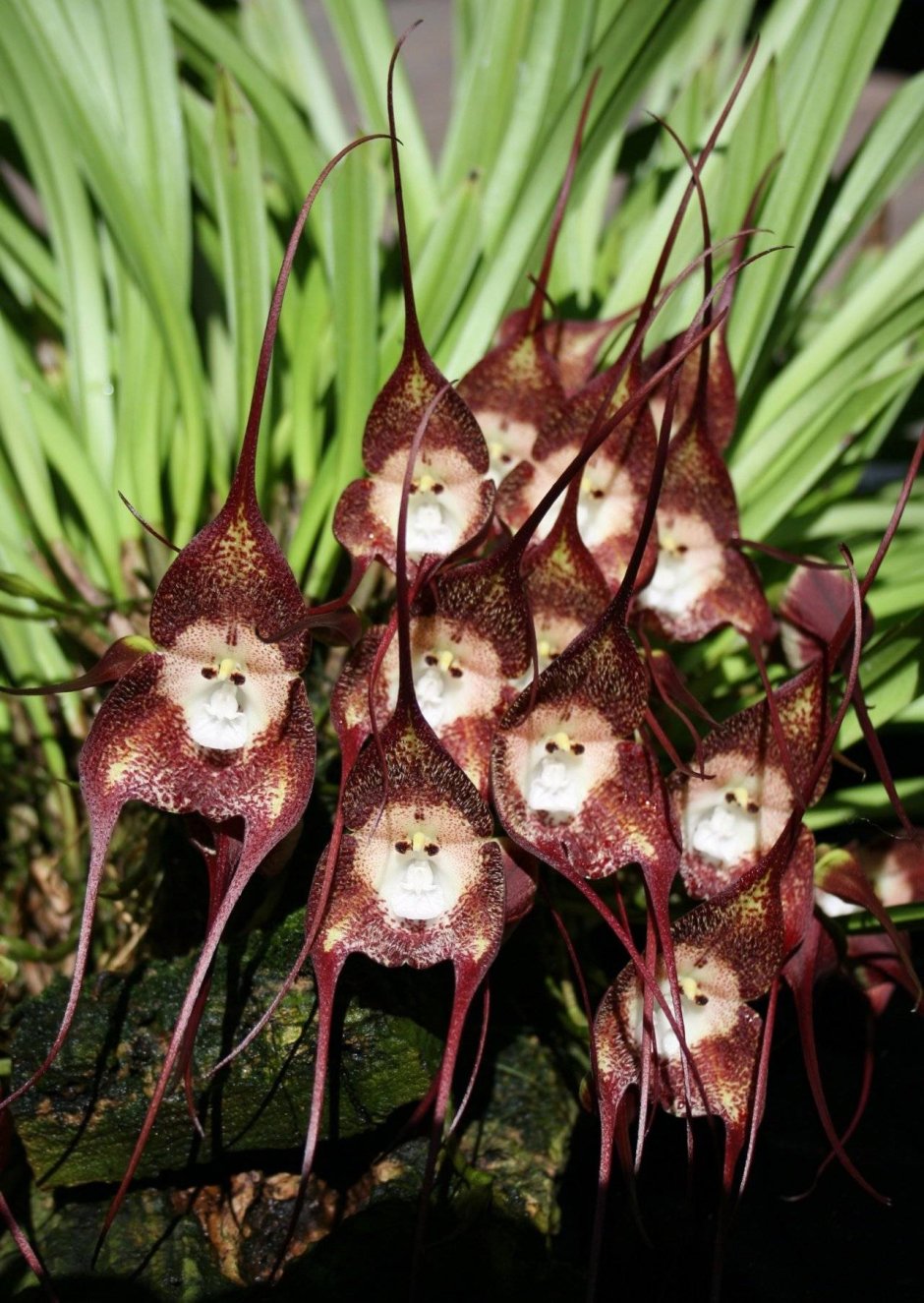 Обезьянья Орхидея (Dracula Simian)