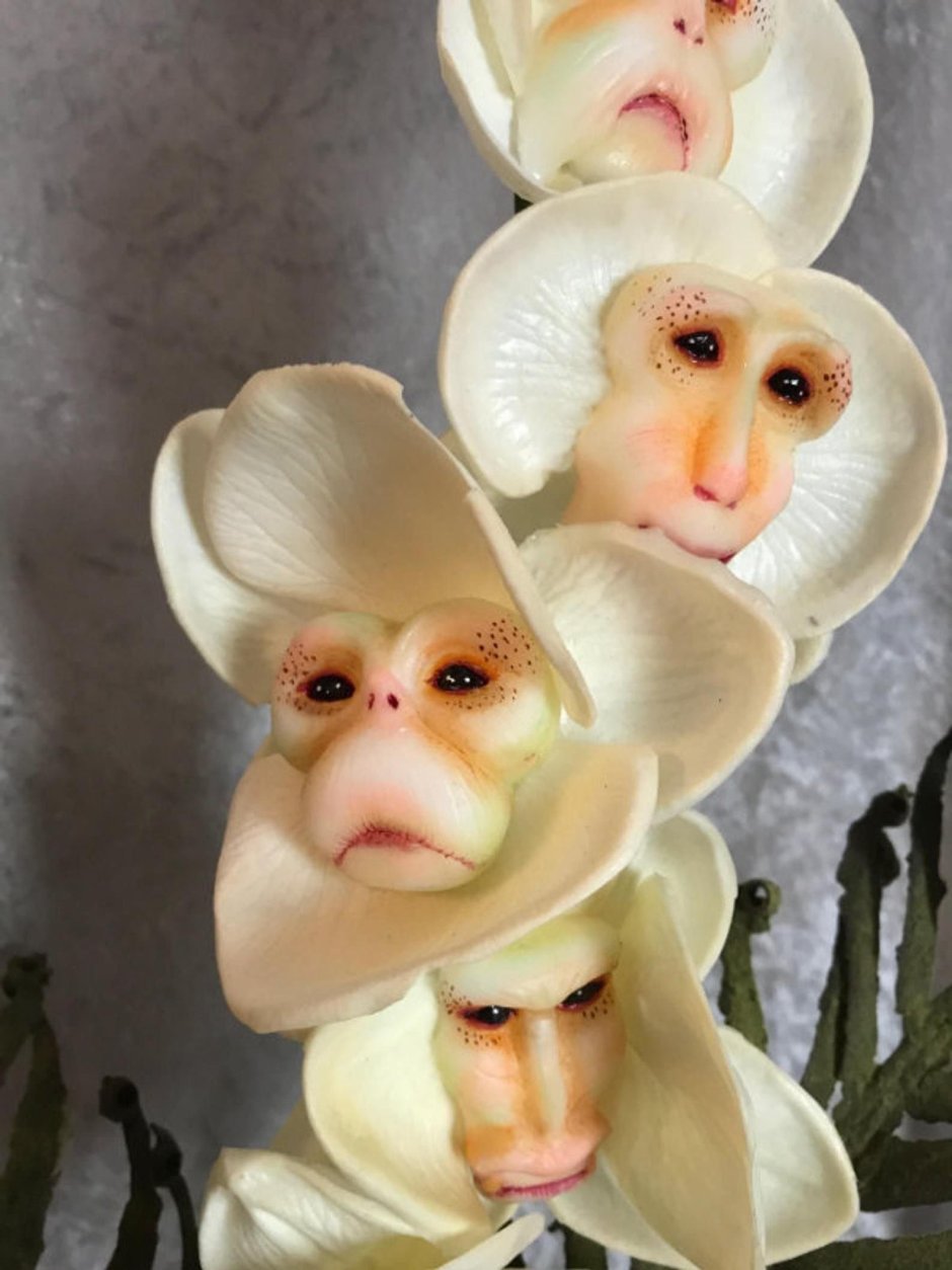 Орхидея-обезьяна, Обезьяний Дракула (Dracula saulii)