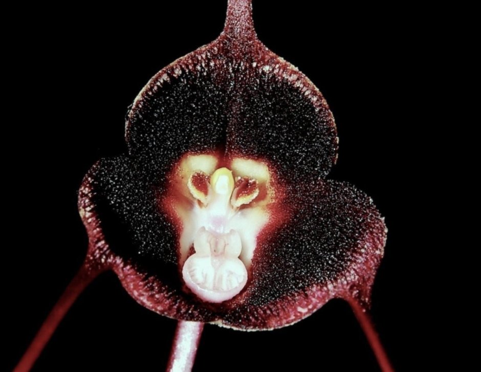 Орхидея обезьяна Дракула