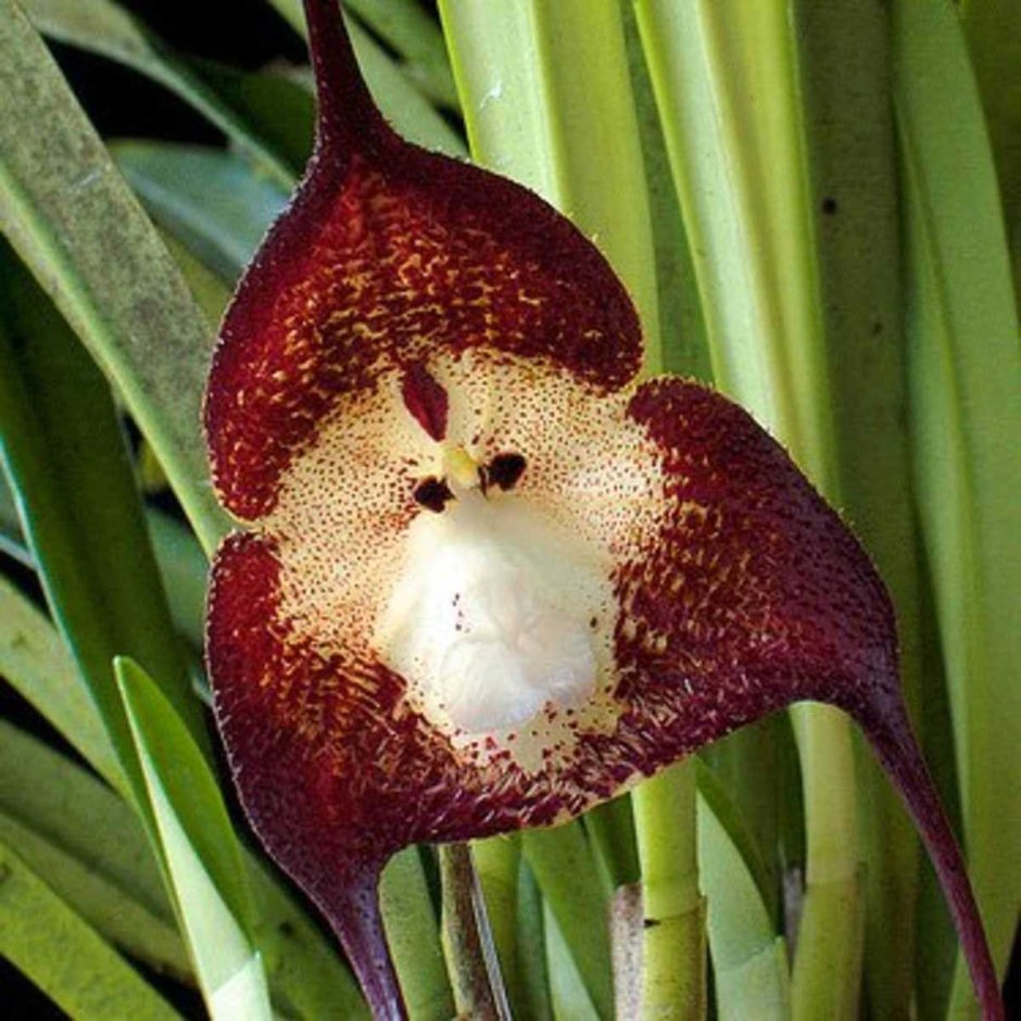 Орхидея с лицом обезьяны