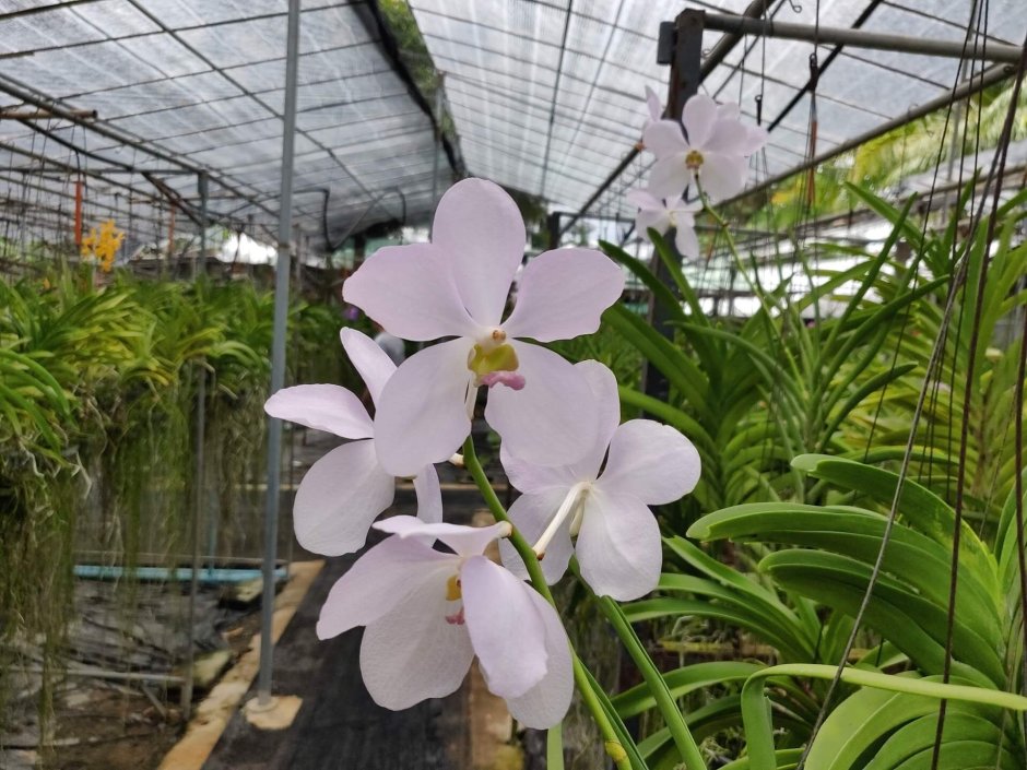 Сад орхидей пхукет