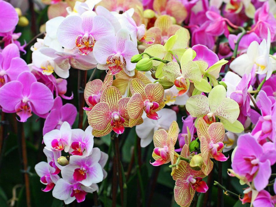 Претория орхидея
