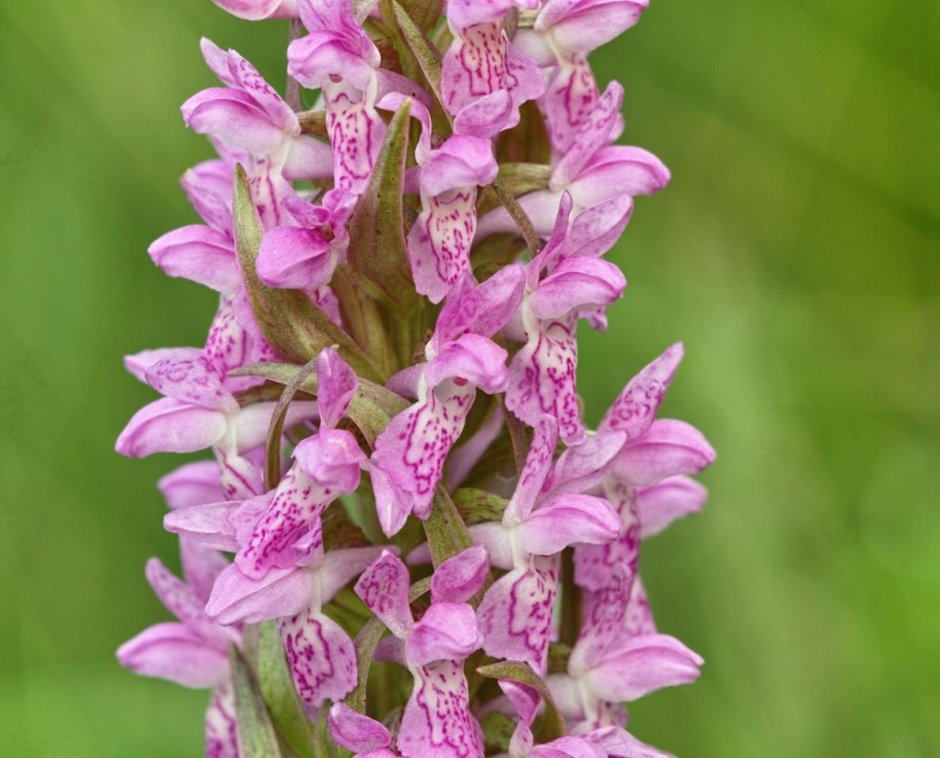 Северная Орхидея ятрышник