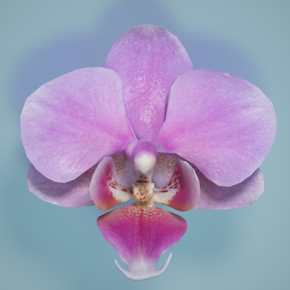 Сапорита орхидея