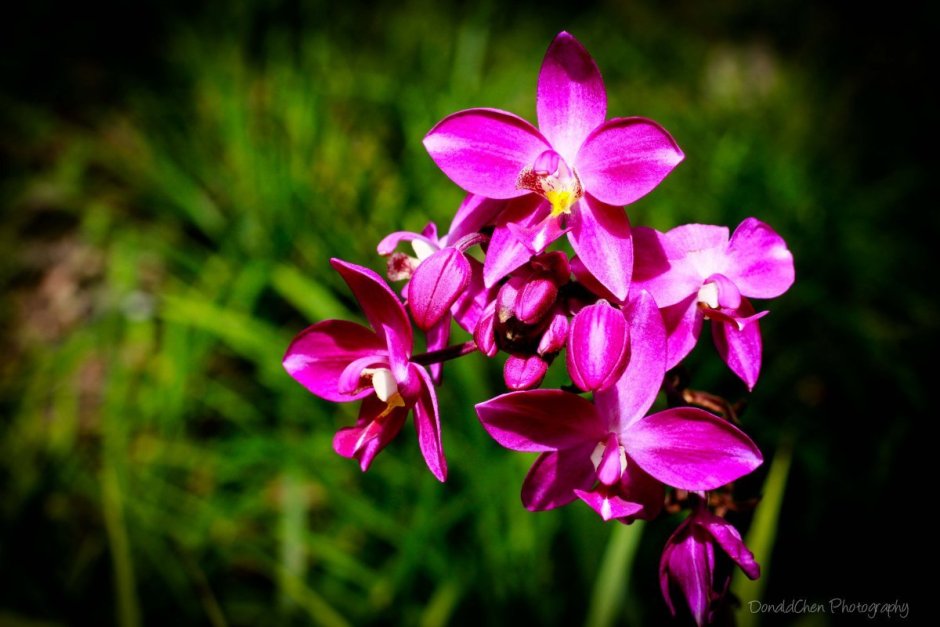 Филиппинская Орхидея