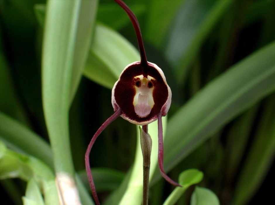 Орхидея Дракула