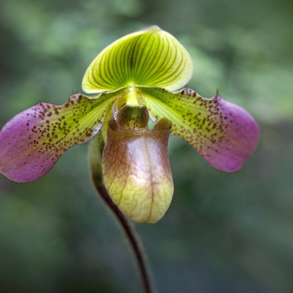 Венерин башмачок Орхидея зеленая
