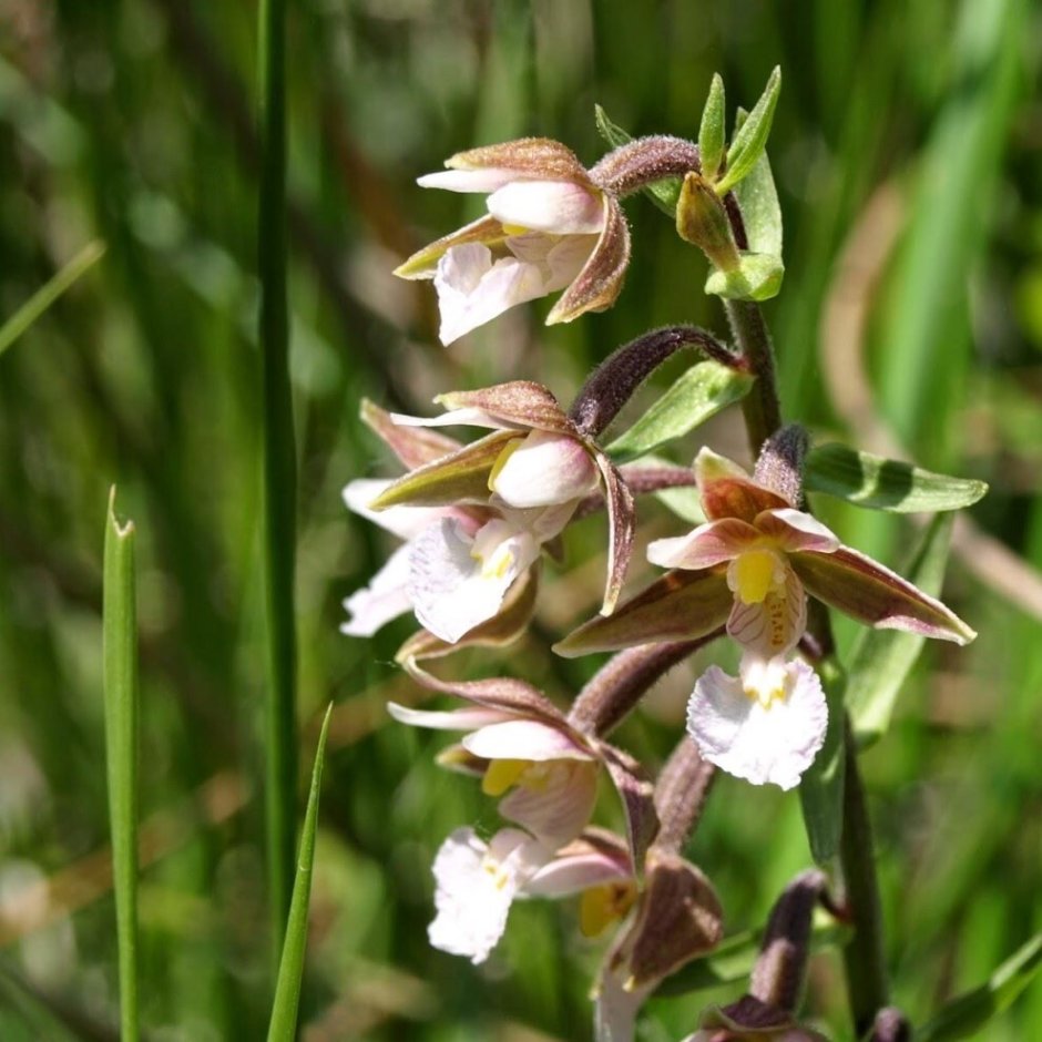 Орхидея Дремлик болотный
