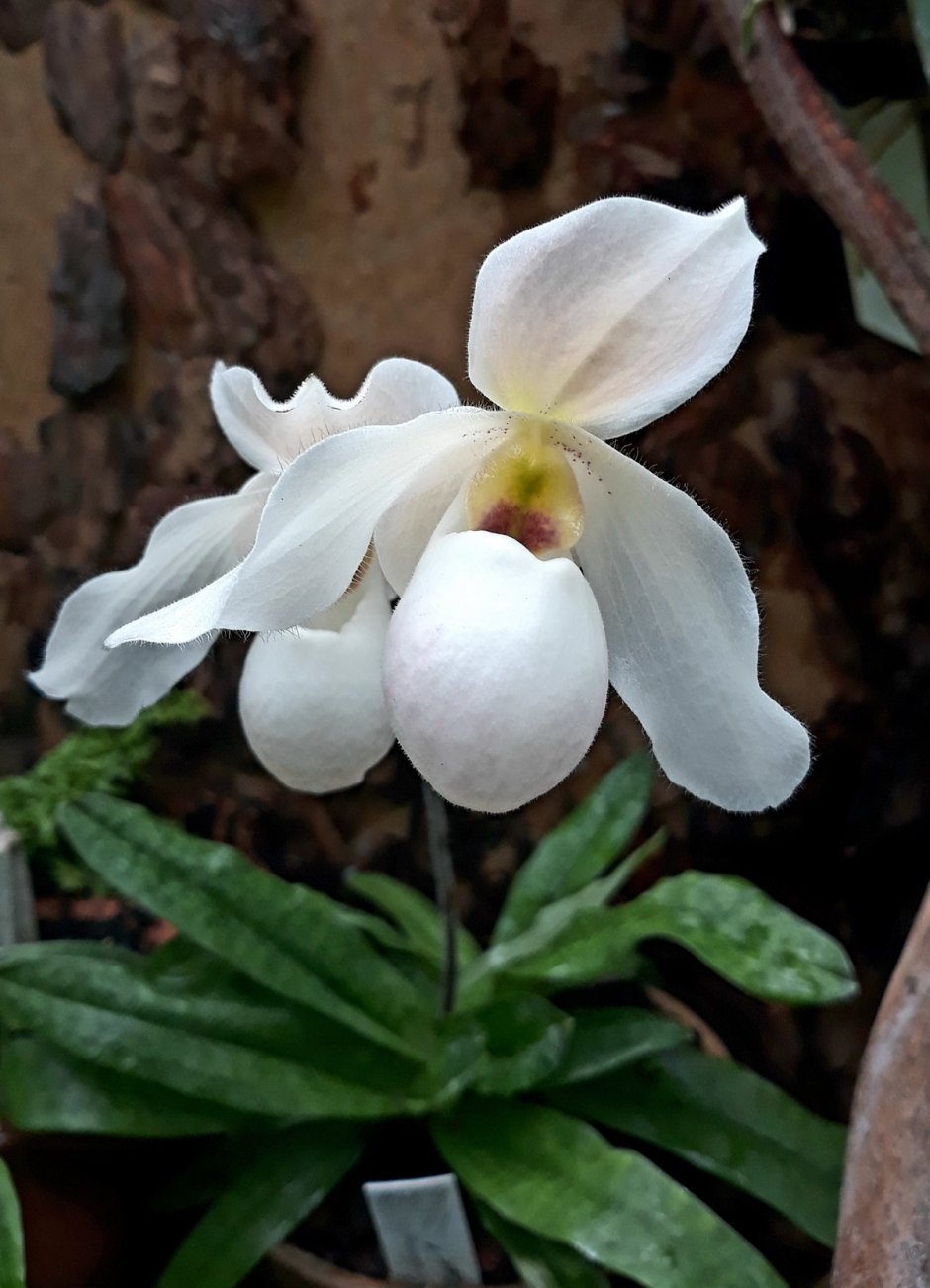Болотная Орхидея