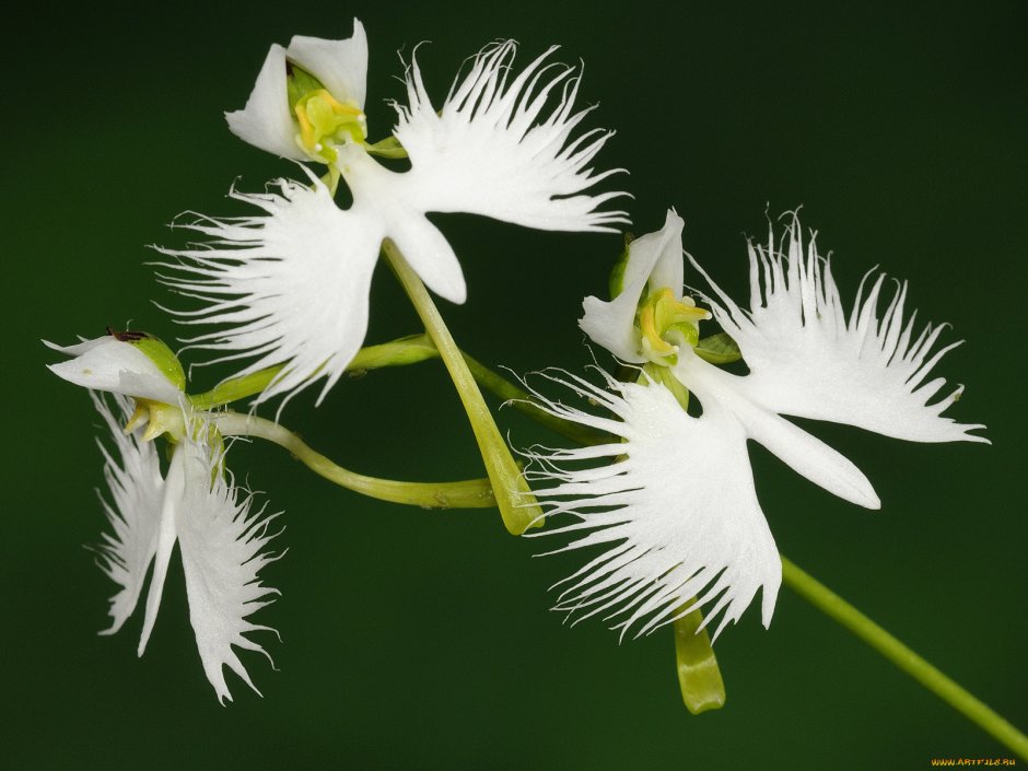 Орхидея-мотылек (Habenaria Radiata)