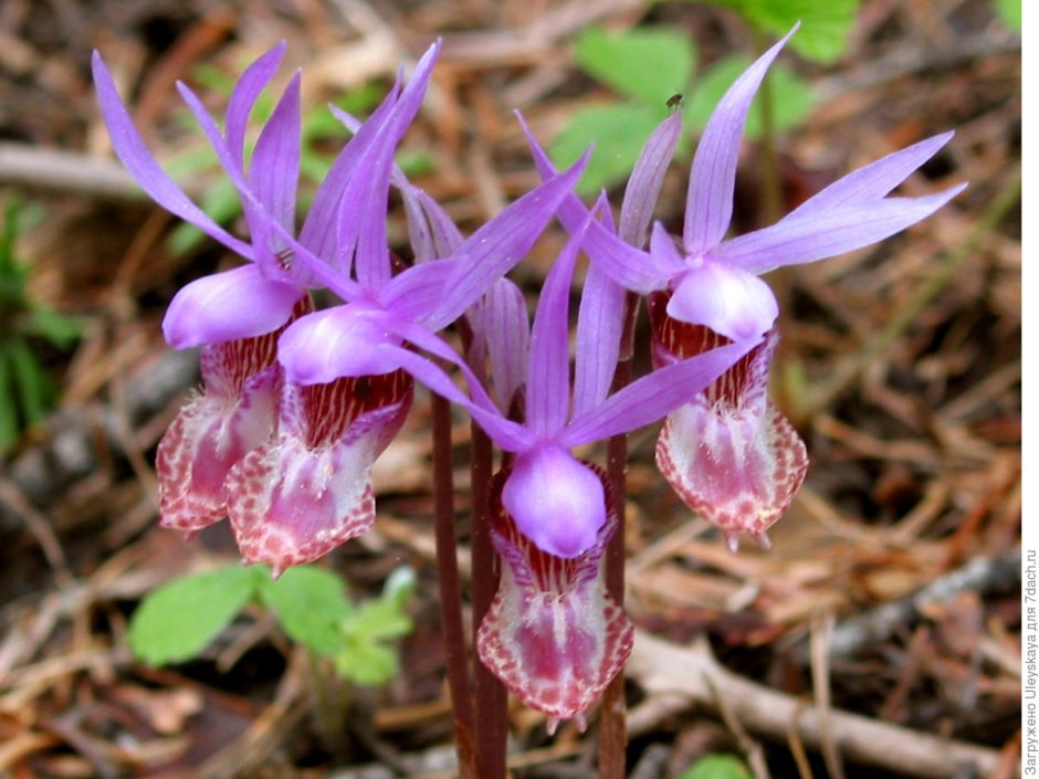 Орхидея Калипсо луковичная