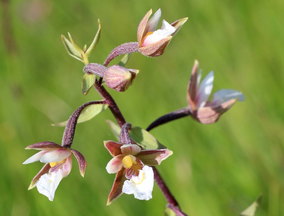 Орхидея Болотное растение