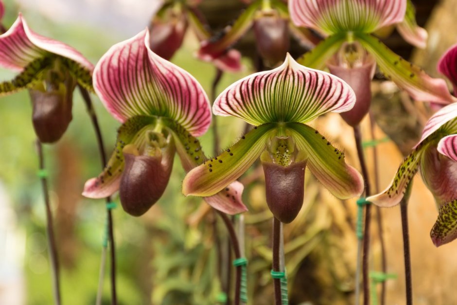 Орхидея Пафиопедилум