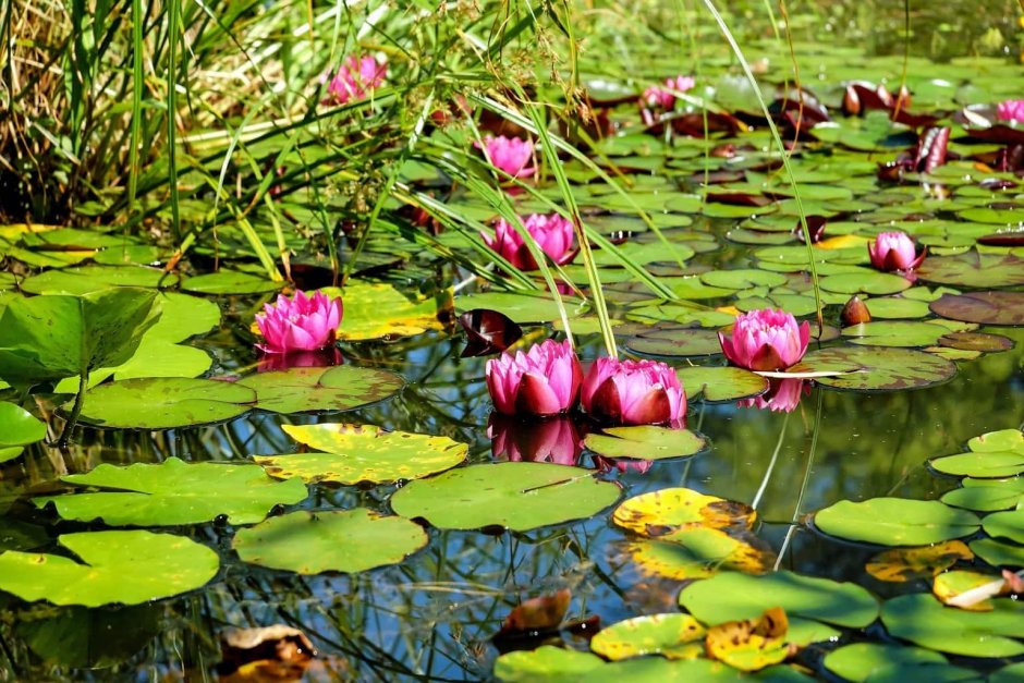 Цветы растущие на болоте