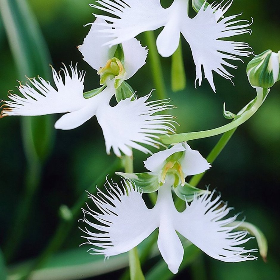 Орхидея хабенария Радиата – белая цапля